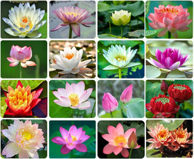 Ficoszo bowl lotus seeds for planting ready to germinate in water.