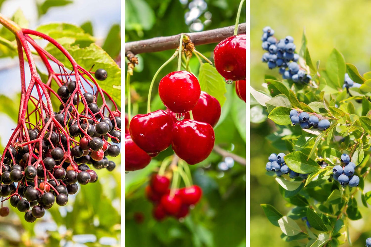 Ficoszo cherry seeds, individually packaged, supports simple labeling and seasonal plant trials.
