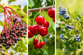 Ficoszo cherry seeds, individually packaged, supports simple labeling and seasonal plant trials.