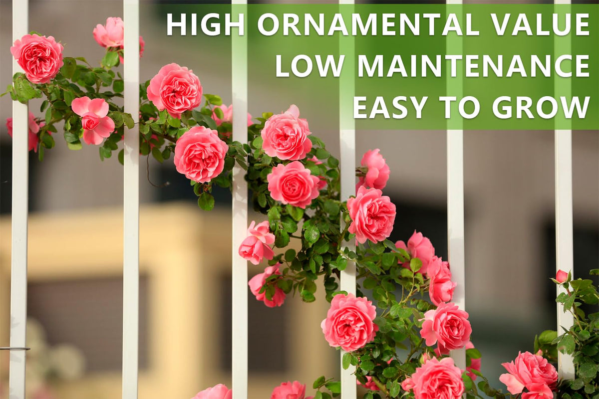 Ficoszo climbing roses grow along canes for elegant vertical garden accents.