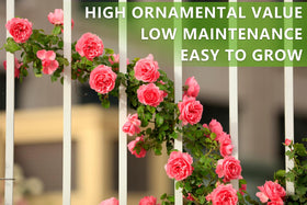 Ficoszo climbing roses grow along canes for elegant vertical garden accents.
