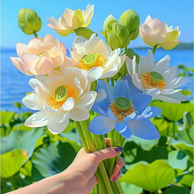 Ficoszo colorful lotus flowers add elegance to water gardens.