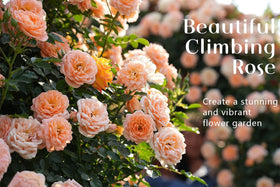 Ficoszo color-mix seeds help you craft a dynamic, evolving garden display.