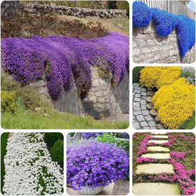 Ficoszo 3000+ mix flowering thyme seeds show blue, purple, red, yellow, and white blooms.