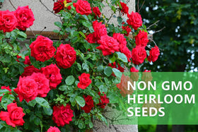Ficoszo durable seeds tolerate diverse soils while enabling flexible outdoor planting.