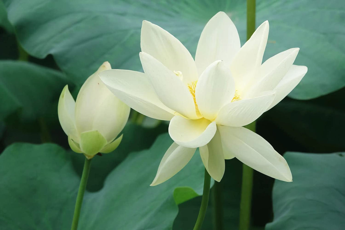 Ficoszo dry lotus seedpot doubles as elegant vase decor.