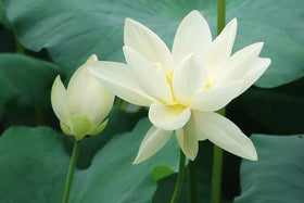 Ficoszo dry lotus seedpot doubles as elegant vase decor.