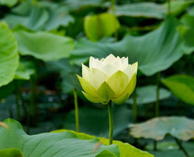 Ficoszo easy-to-plant lotus seeds for beginners growing in home ponds.
