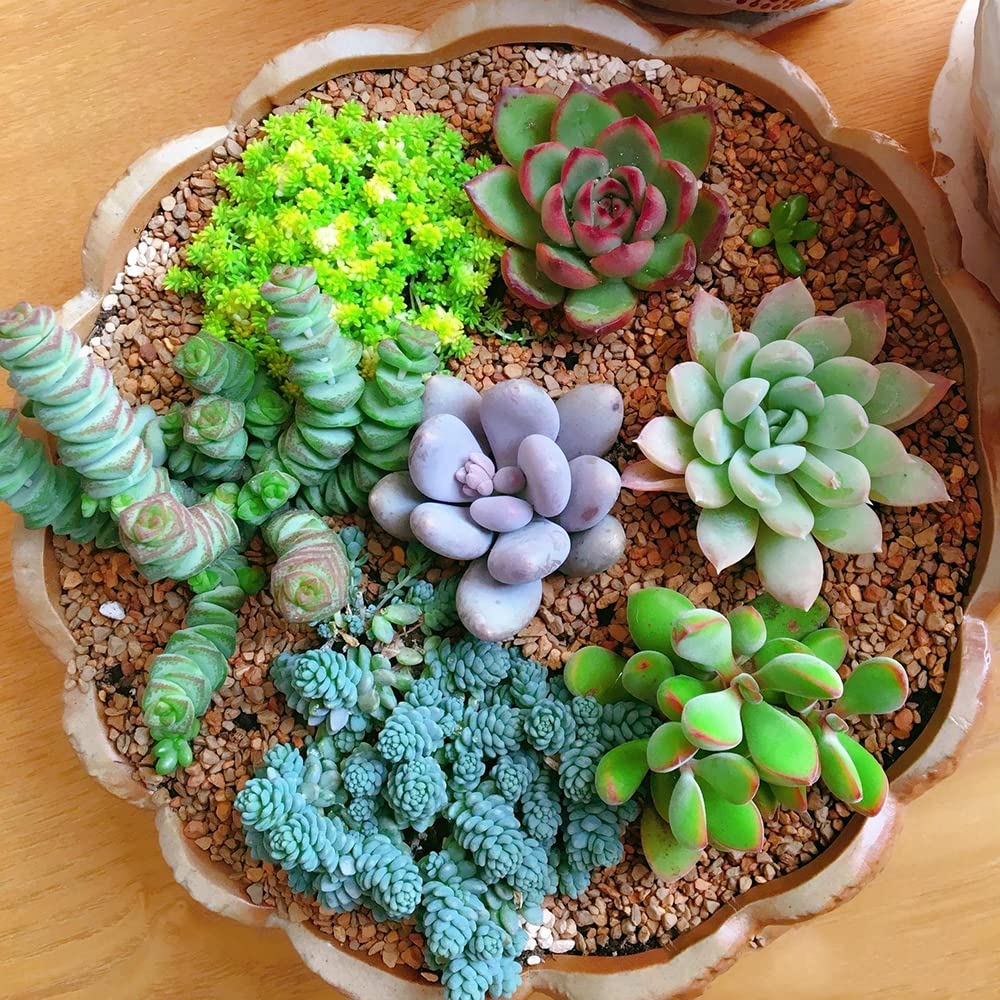 Ficoszo easy-to-grow seeds support low-maintenance succulent gardening