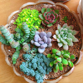 Ficoszo easy-to-grow seeds support low-maintenance succulent gardening