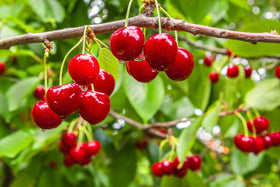 Ficoszo elderberry seeds for versatile garden use and autumn berries