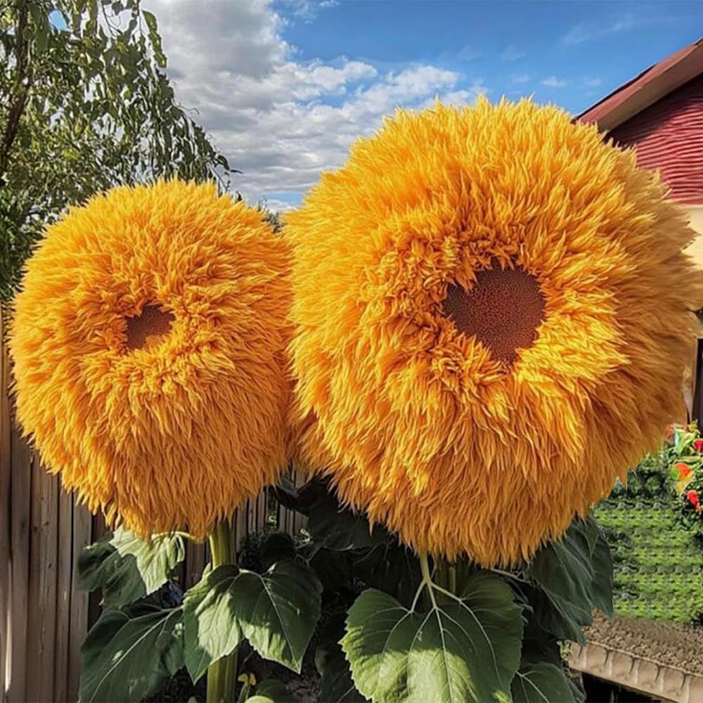 Ficoszo Sunflowers thrive in full sun and diverse soils for versatile planting.