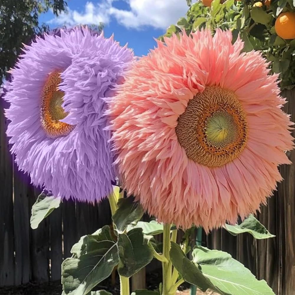 Ficoszo Giant display flowers make a cheerful garden focal point.