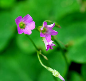 Ficoszo Green Shamrock indoors-ready bulbs for cheerful windowsill display.