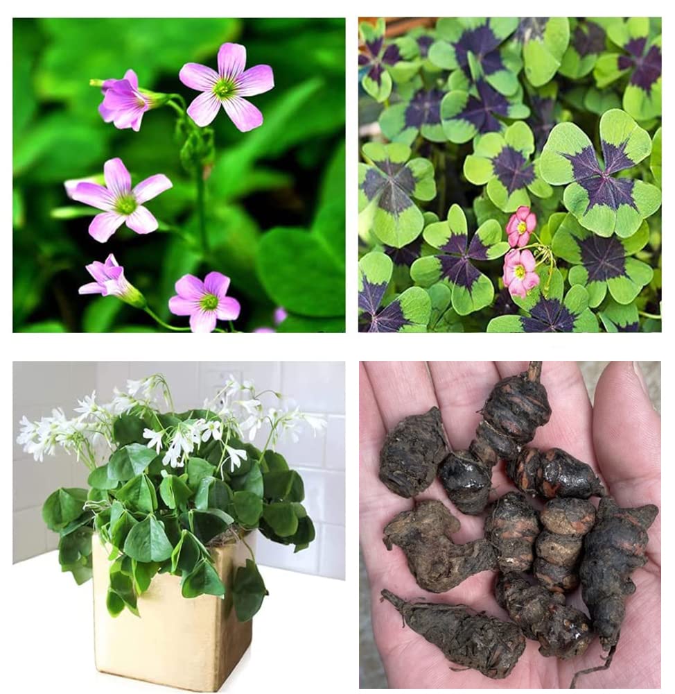 Ficoszo Green Shamrock bulbs pack ready for easy planting and vibrant color.