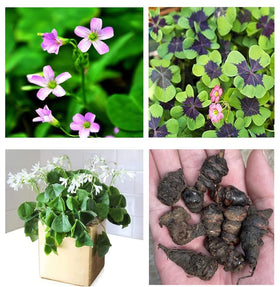 Ficoszo Green Shamrock bulbs pack ready for easy planting and vibrant color.