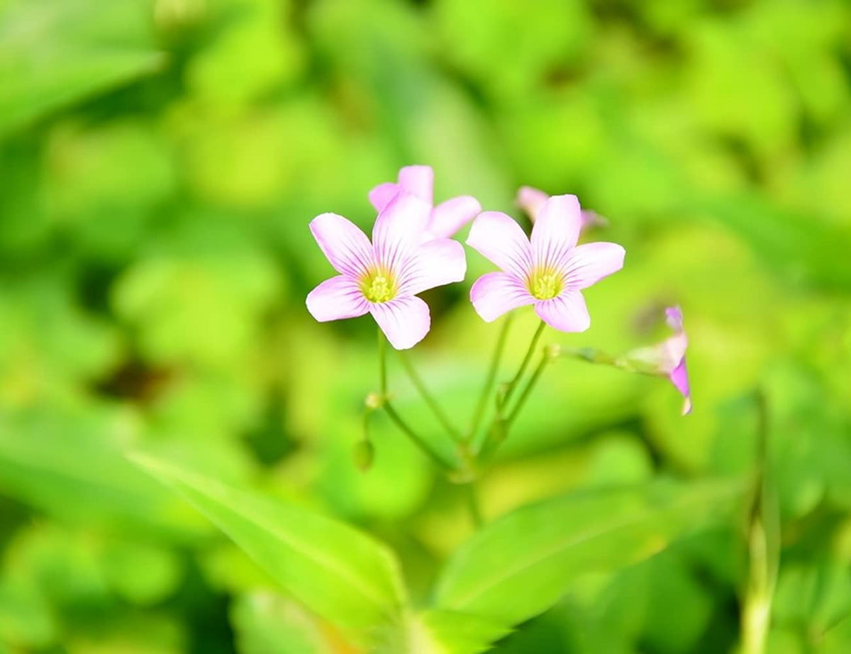 Ficoszo Green Shamrock flowering-season image showing spring to autumn blooms.