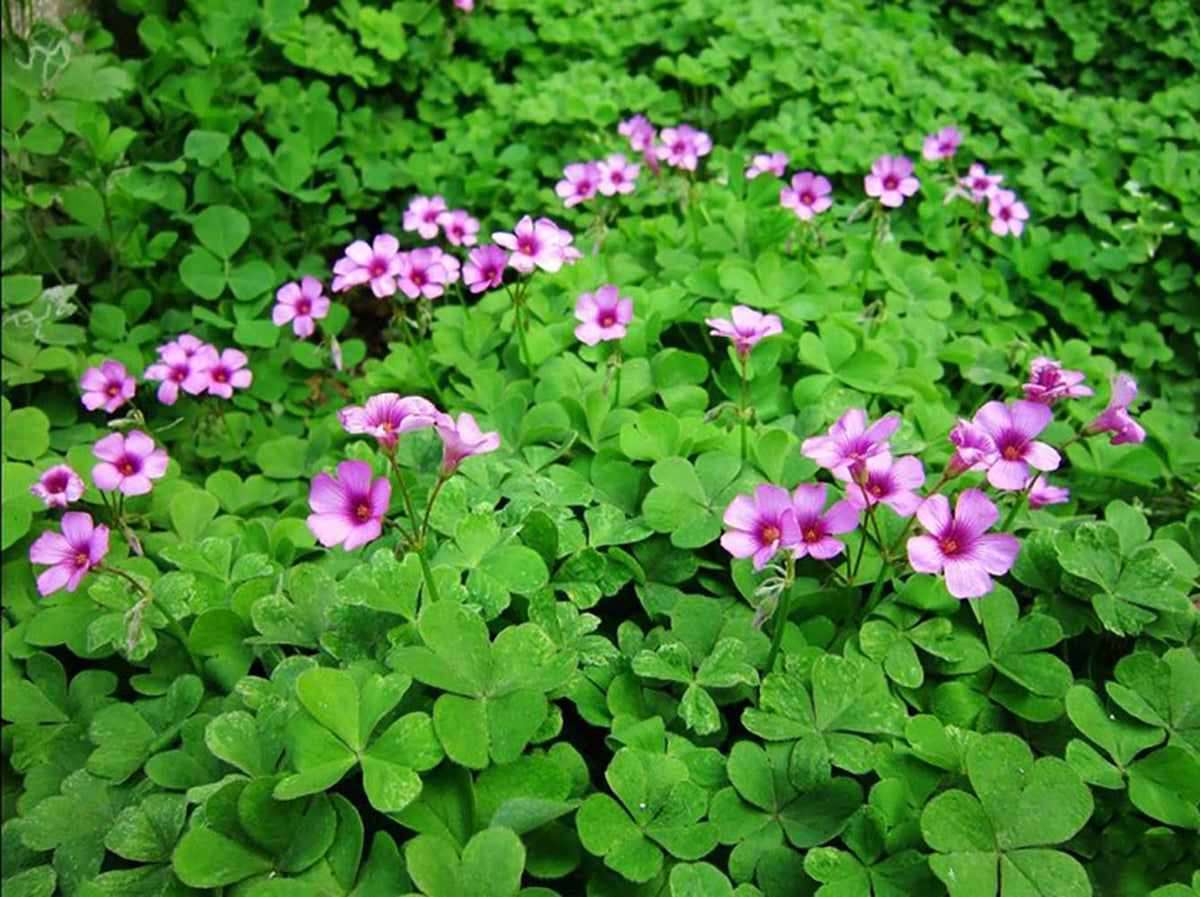 Ficoszo Green Shamrock in-pot demonstrates indoor cultivation in a sunny window.