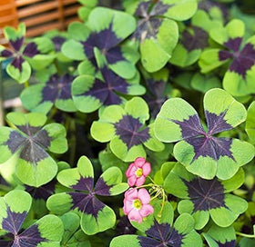 Ficoszo planting-step showing simple home planting of shamrock bulbs.