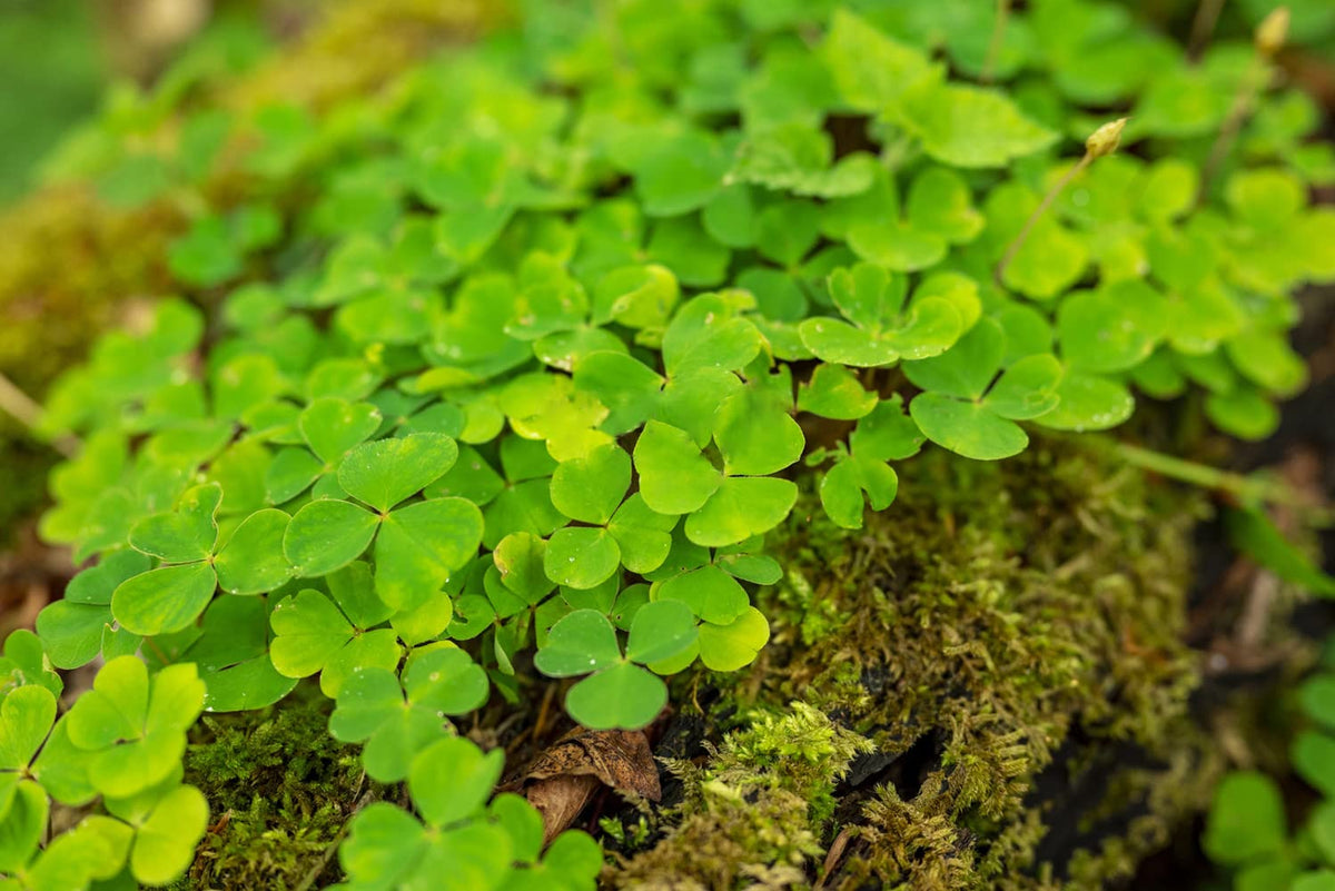 Ficoszo Ground cover clover seeds used as a lawn alternative for a green carpet.