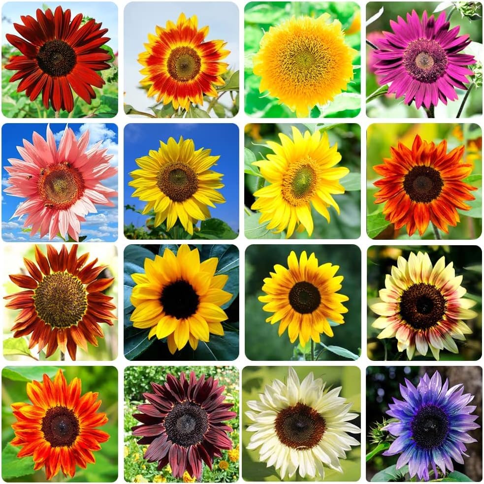 Ficoszo heirloom sunflower seeds in 15-pack packaging for a vibrant garden.