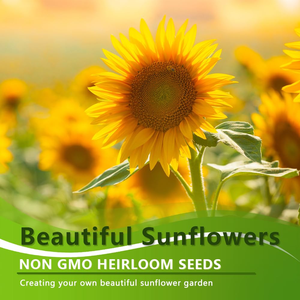Ficoszo Helianthus annuus seeds highlighting plant classification.