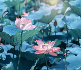 Ficoszo lotus seeds thrive with light and warmth in a home garden.