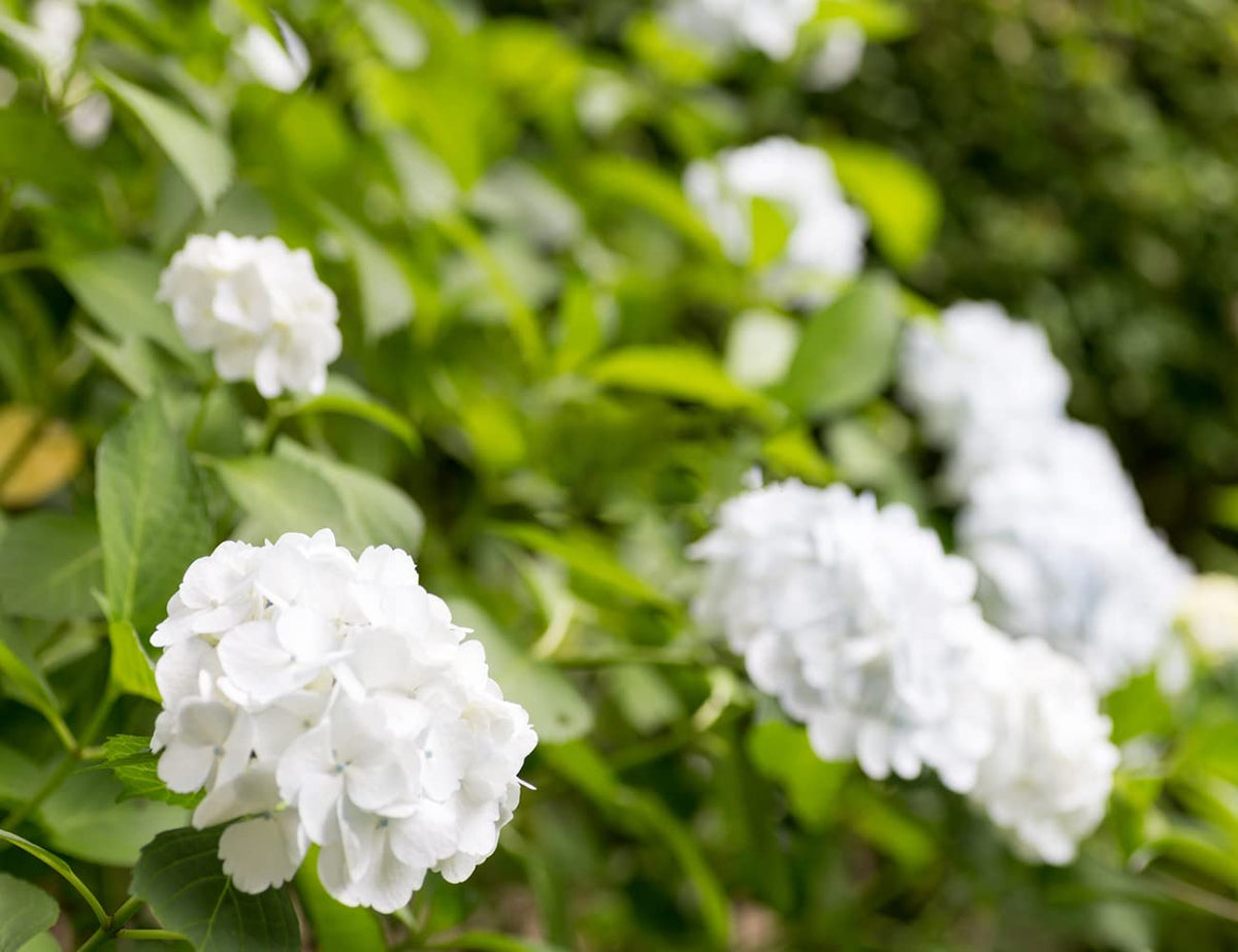 Ficoszo Hydrangea seeds thrive in acidic soil, shaping vibrant color variation.