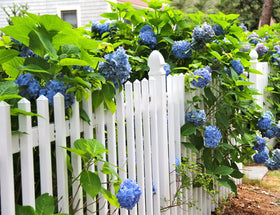 Ficoszo Hydrangea seeds in containers bring elegant curb appeal to balconies.