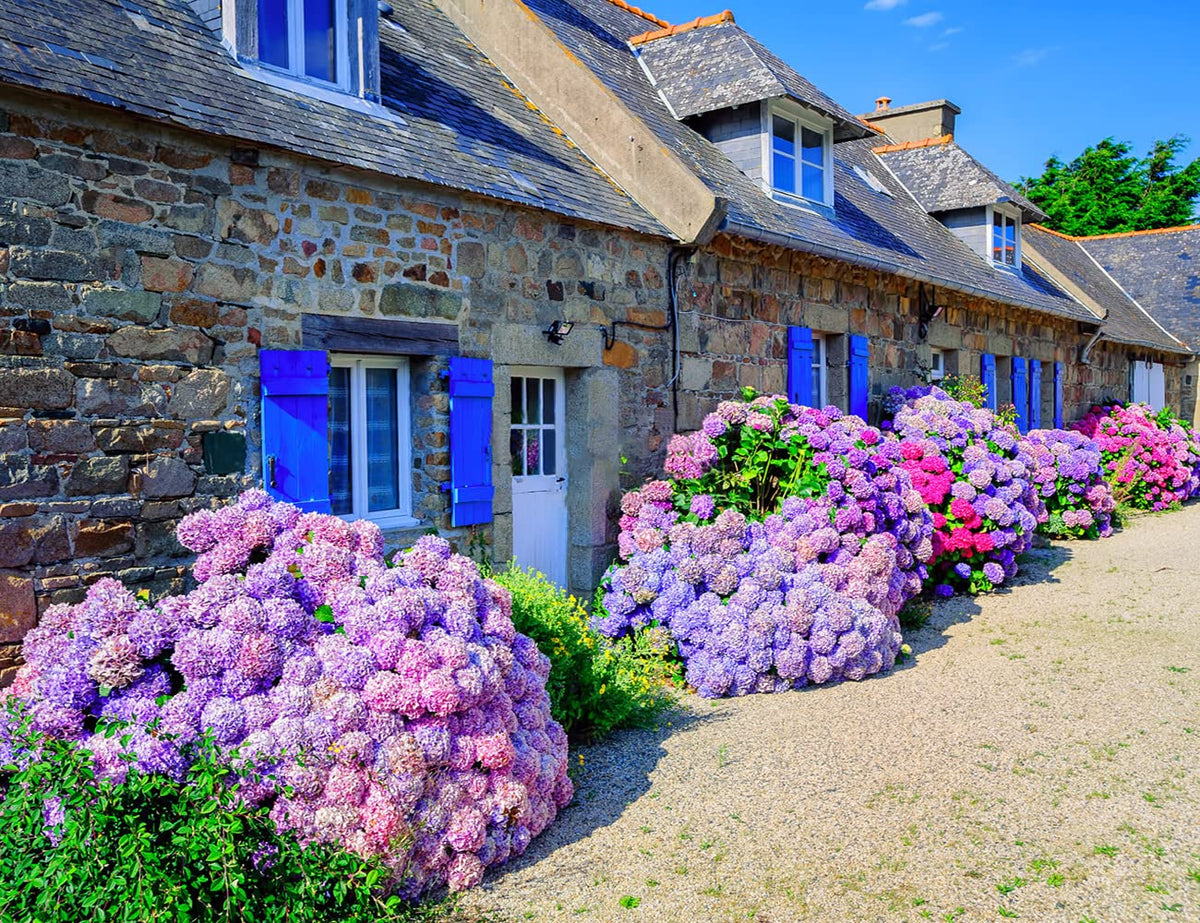 Ficoszo Hydrangea seeds offer fast-growing shrub potential for lush borders.