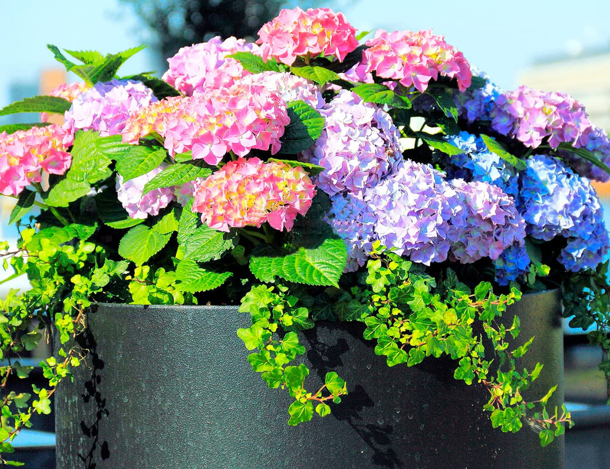 Ficoszo Hydrangea seeds produce Giant Snowball blooms for dramatic outdoor displays.