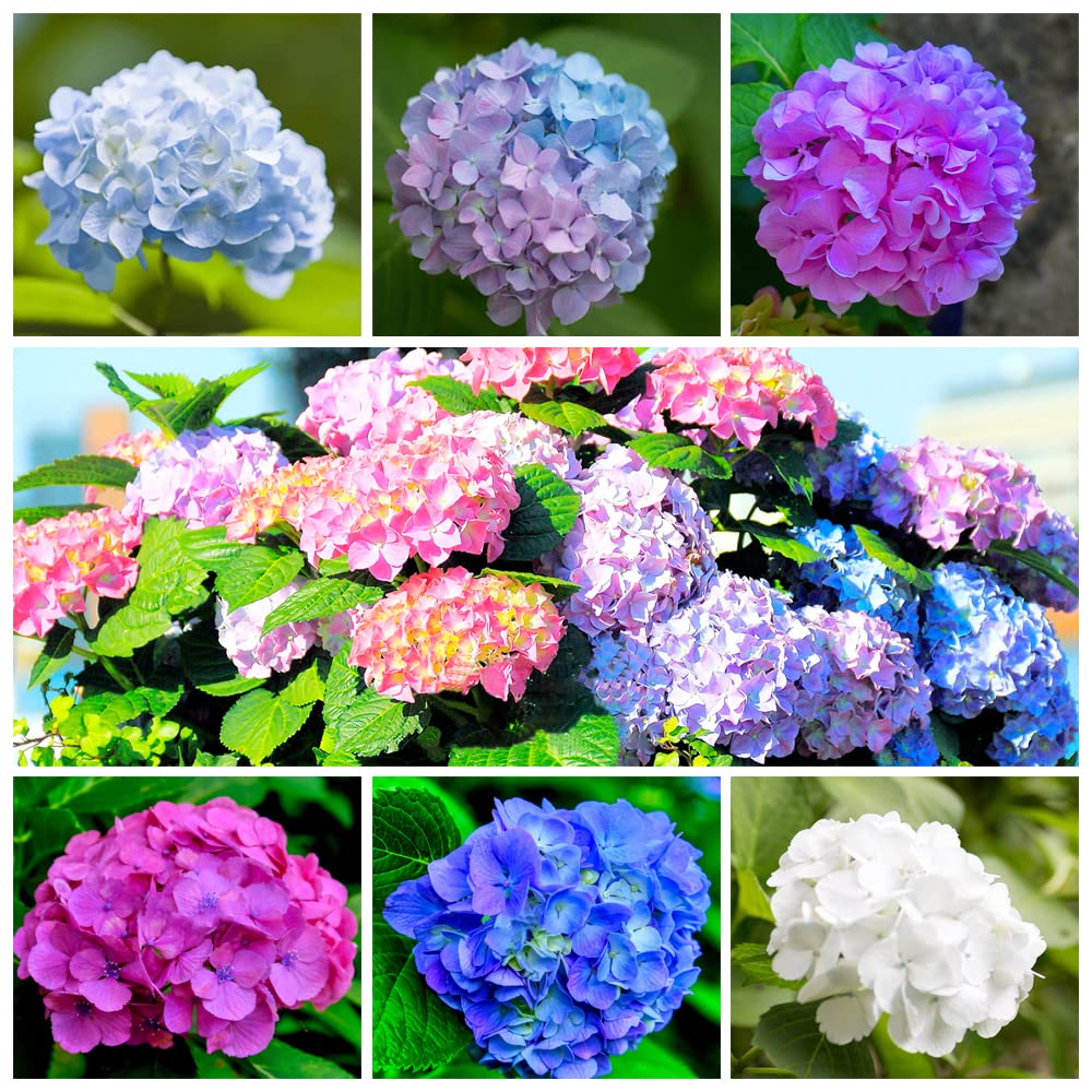 Ficoszo Hydrangea seeds mixed colors bloom in garden, boosting seasonal color.