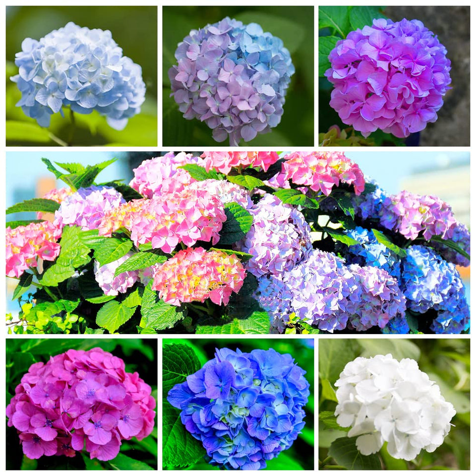 Ficoszo Hydrangea seeds mixed colors bloom in garden, boosting seasonal color.