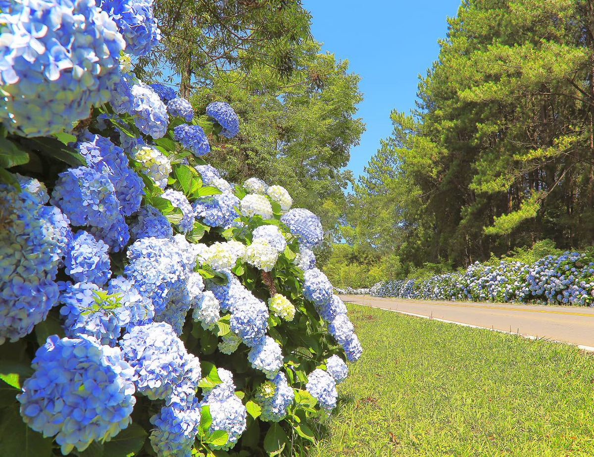 Ficoszo Hydrangea seeds for outdoor weddings create graceful floral accents.