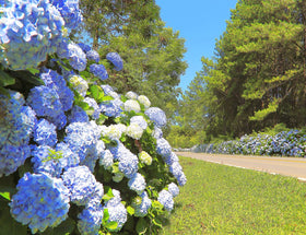 Ficoszo Hydrangea seeds for outdoor weddings create graceful floral accents.