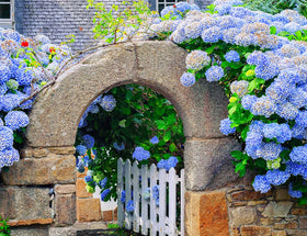 Ficoszo Hydrangea seeds form a perennial, long-lasting garden centerpiece.