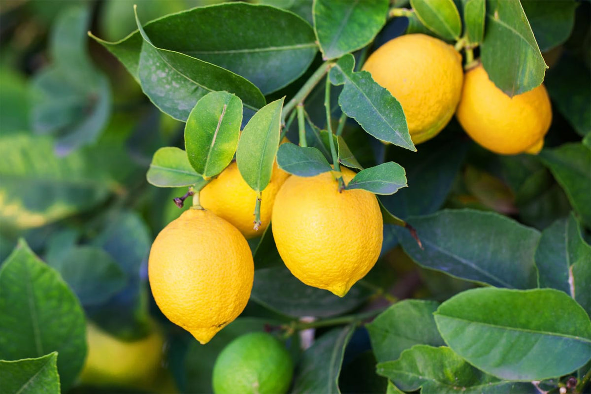 Ficoszo lemon seeds for bright, lemony harvests and indoor sprouting experiments