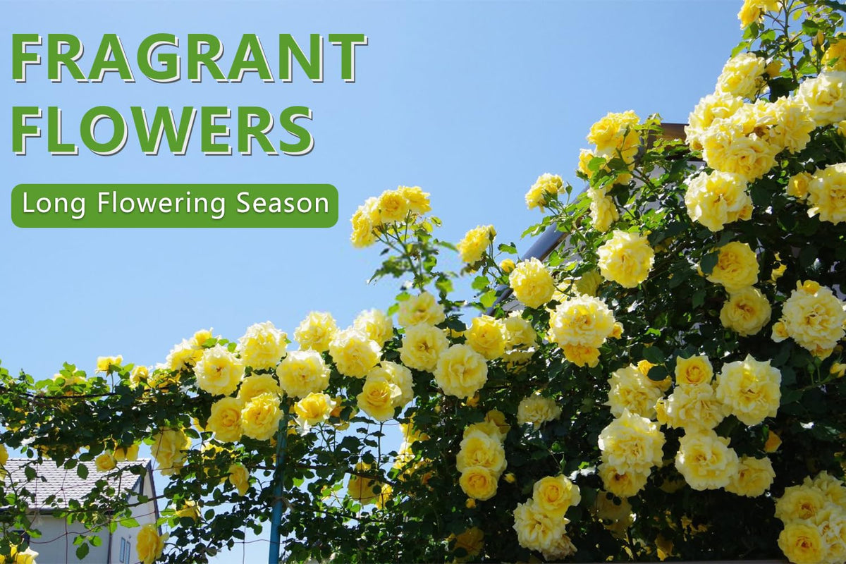 Ficoszo long-blooming vines deliver seasonal color from spring through fall.