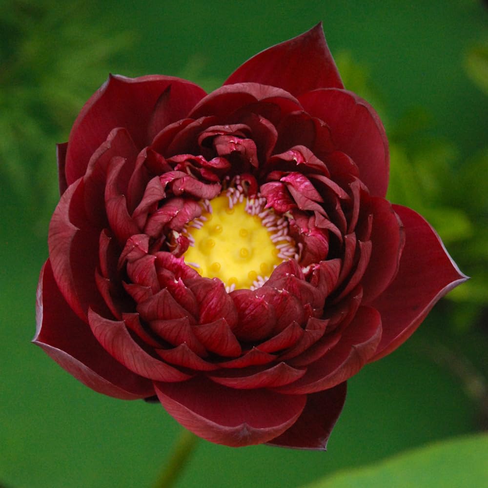 Ficoszo lotus flower close-up in bloom, vivid colors for ponds.