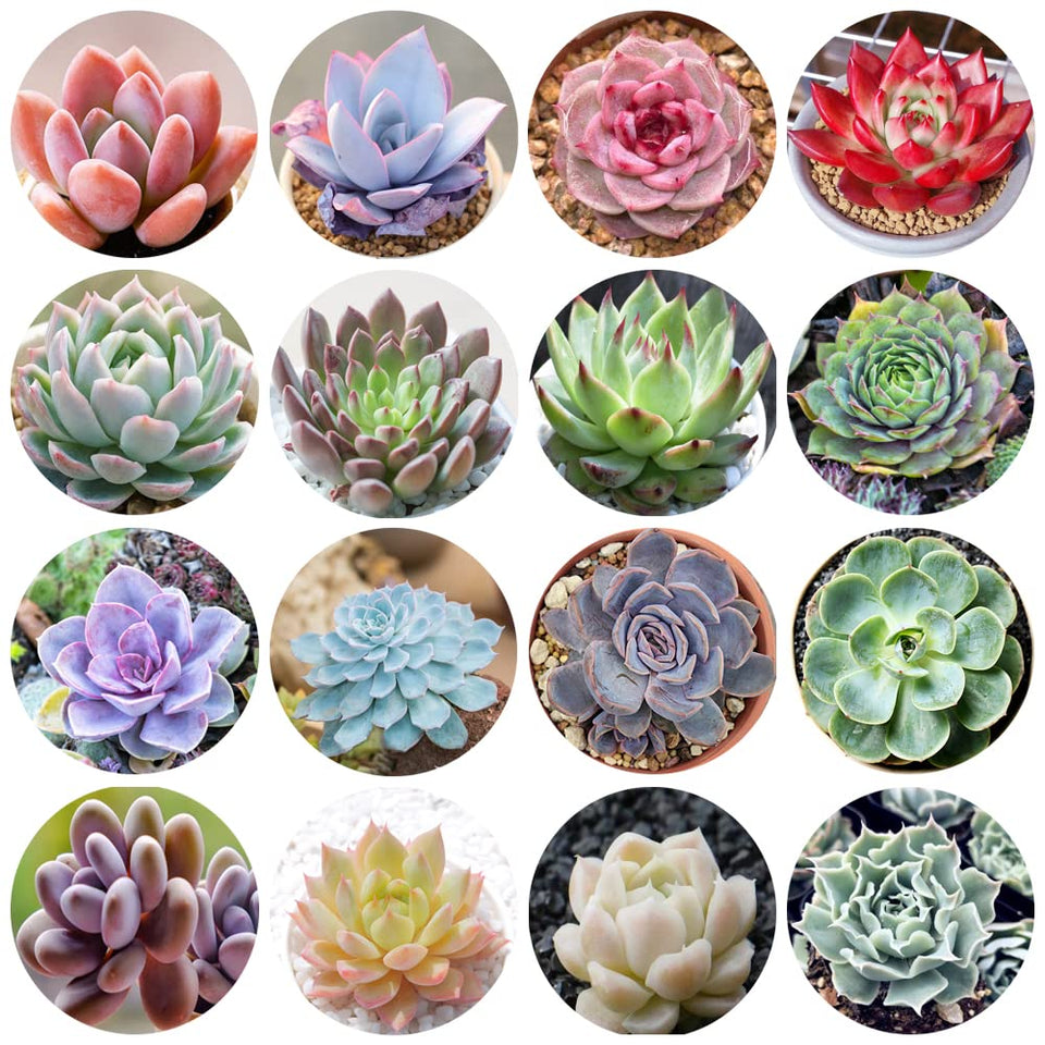 Ficoszo mix rare succulent seeds in packaging for an easy start to your collection