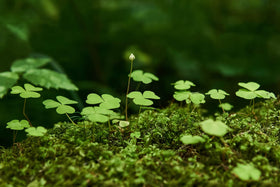 Ficoszo Moss seeds being planted with warm, moist soil and light.