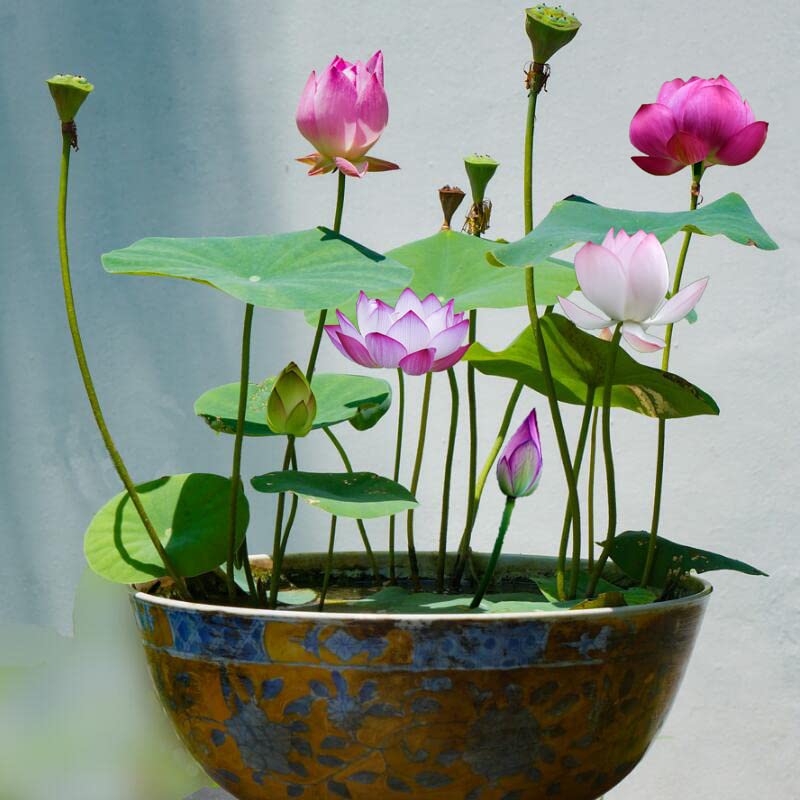 Ficoszo Nelumbo lotus seeds in water for easy germination in aquatic gardens.