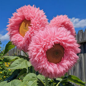 Ficoszo Pollinator-friendly blooms attract bees and butterflies to your garden.
