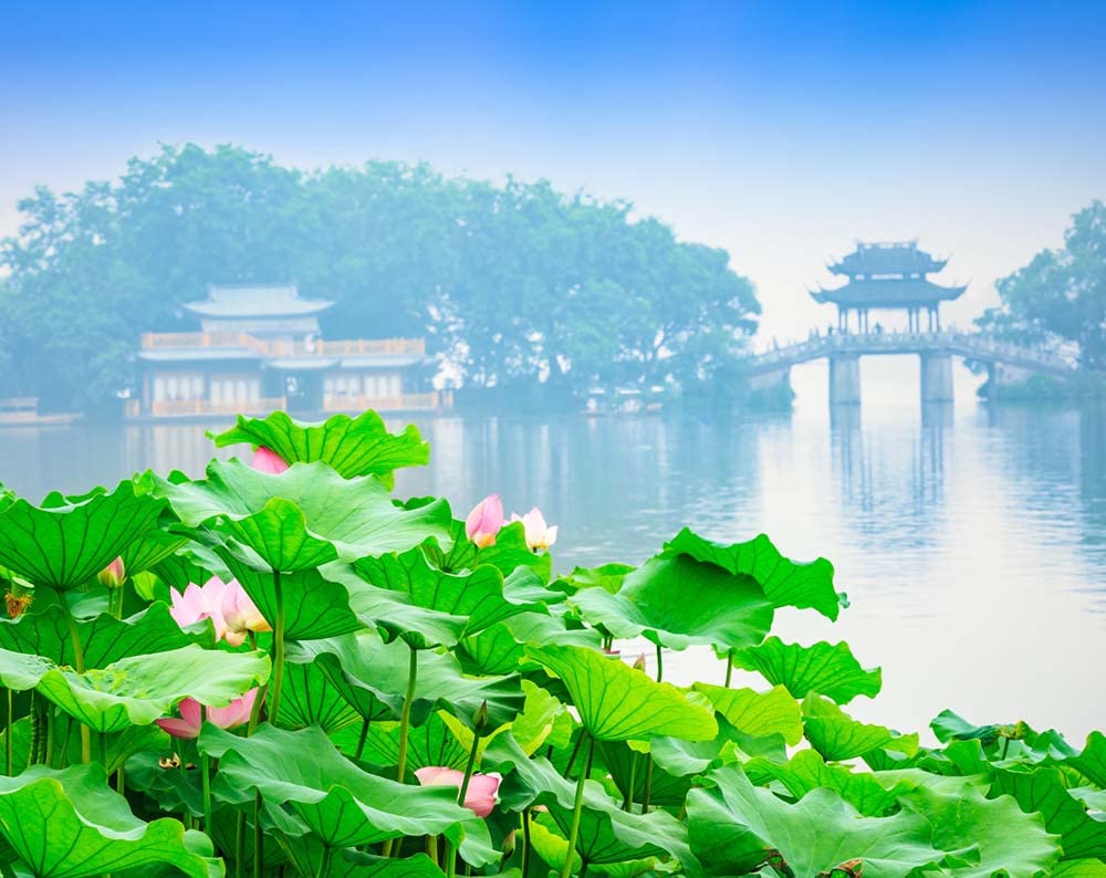 Ficoszo Nelumbo seeds enhance outdoor water features with natural beauty.
