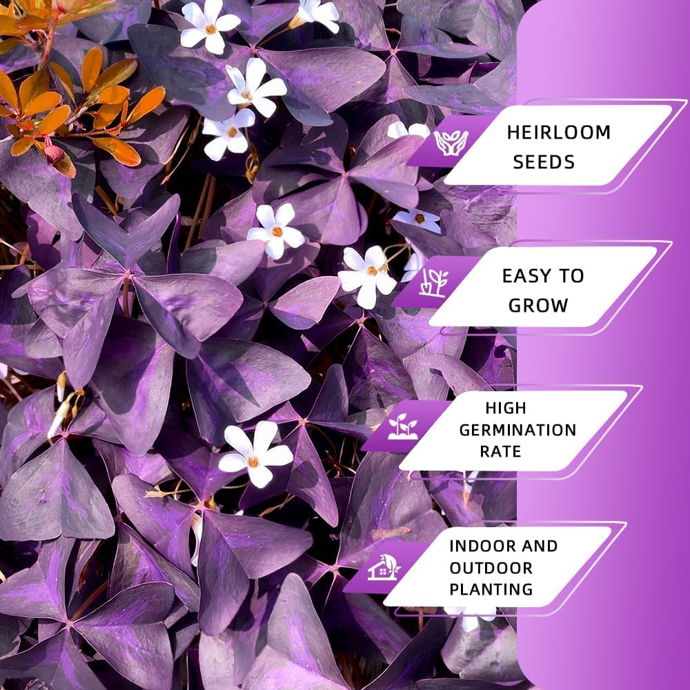 Ficoszo Purple Shamrock bulbs for indoor planting and bright decor