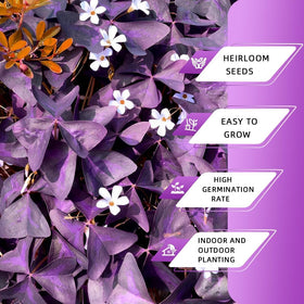 Ficoszo Purple Shamrock bulbs for indoor planting and bright decor