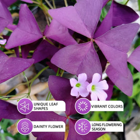 Ficoszo Purple Shamrock bulbs in outdoor garden for striking foliage