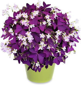 Ficoszo Purple Shamrock bulbs pack for versatile fall planting