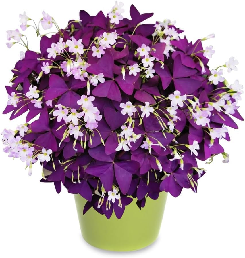Ficoszo Purple Shamrock bulbs pack for versatile fall planting