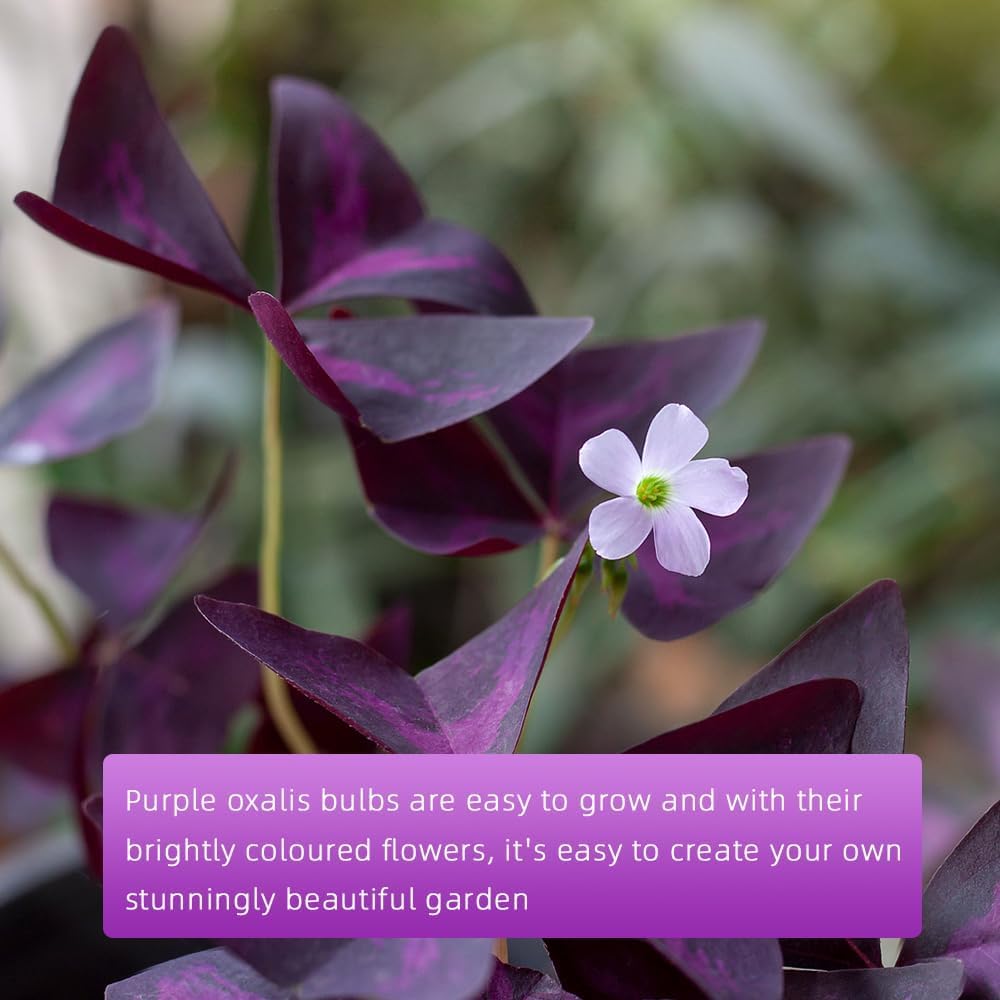 Ficoszo Purple Shamrock fall planting for seasonal color bursts